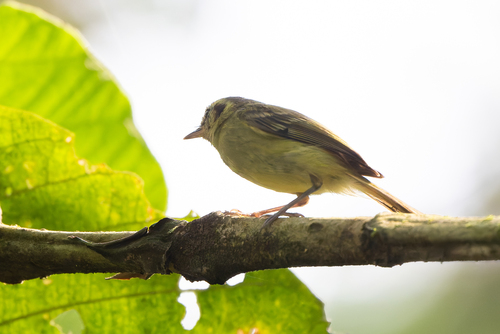 Sao Paulo Bristle Tyrant (Pogonotriccus paulista), photo 5