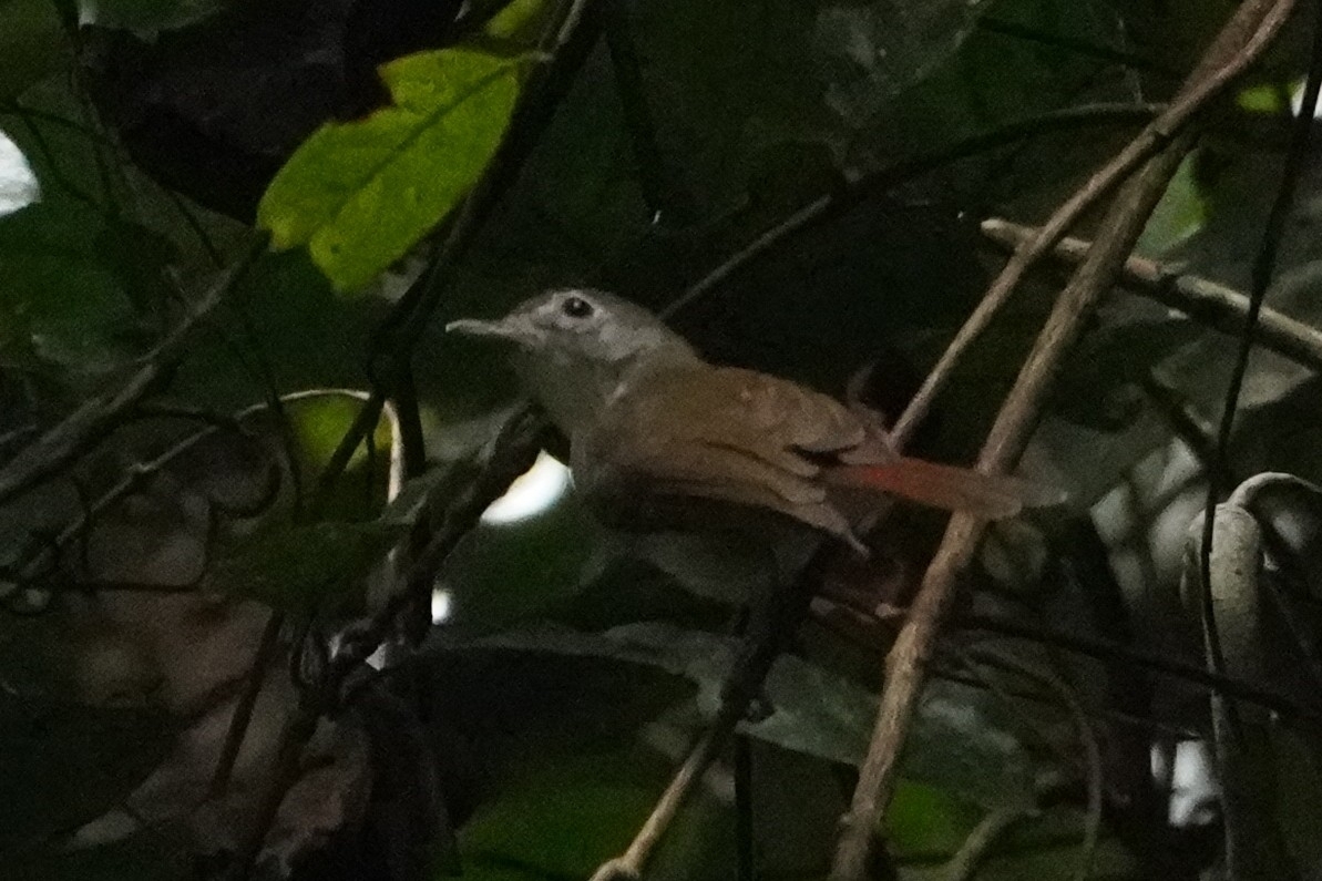 Moustached Babbler illustration