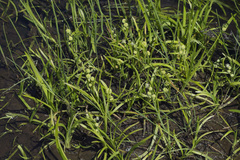 Sparganium hyperboreum