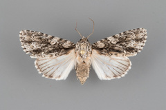 Acronicta afflicta
