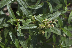 Koenigia tripterocarpa