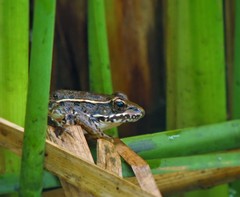 Lithobates magnaocularis
