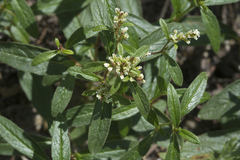 Koenigia tripterocarpa