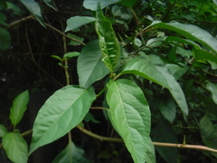 Trichostigma octandrum