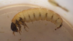Glossosoma nigrior