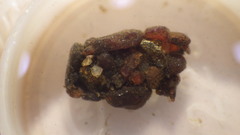 Glossosoma nigrior