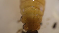 Glossosoma nigrior