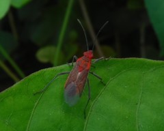 Jadera sanguinolenta