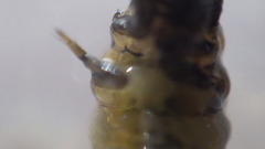 Glossosoma nigrior
