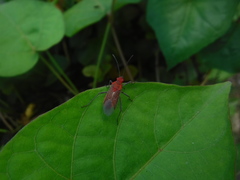Jadera sanguinolenta