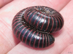 Tylobolus castaneus