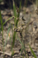 Anthoxanthum glabrum