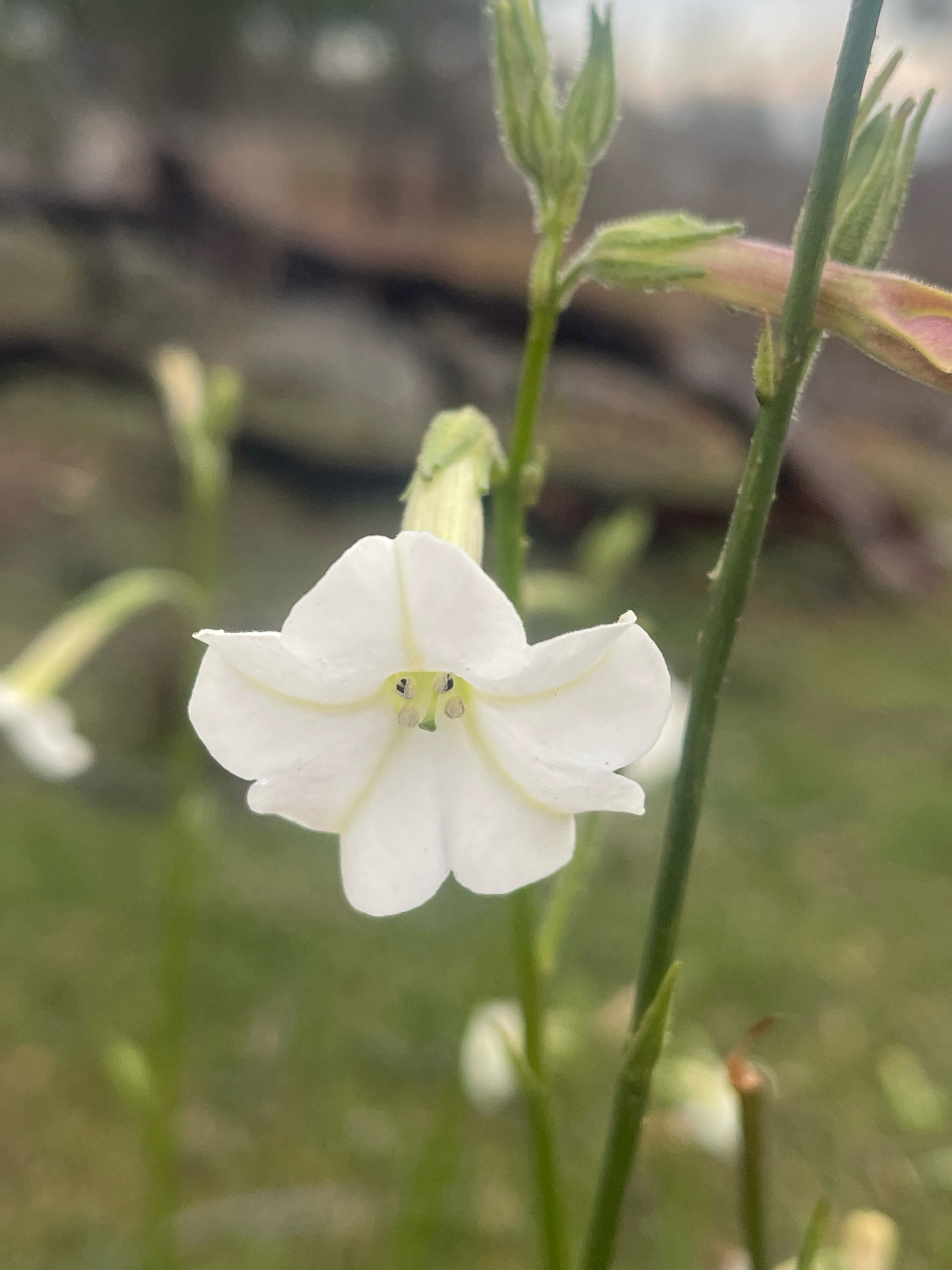 Australian Tobacco (Nicotiana suaveolens)