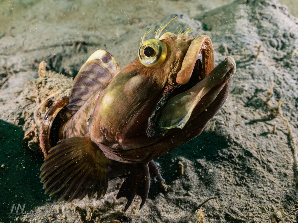 Sarcastic fringehead (Neoclinus blanchardi) — Chaenopsidae