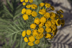Tanacetum vulgare boreale
