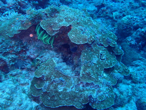 Astreopora observed 2025-10-24