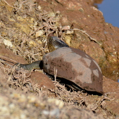 Kinosternon hirtipes murrayi