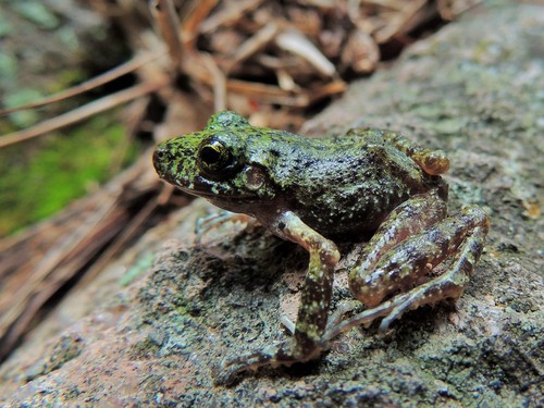 Tarahumara Barking Frog