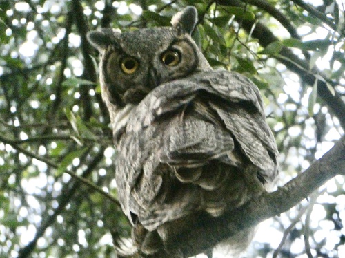 View observation of {o.common_name} on iNaturalist