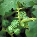 Solanum viarum - Photo (c) J. Jeffrey Mullahey, University of Florida, Bugwood.org, μερικά δικαιώματα διατηρούνται (CC BY)