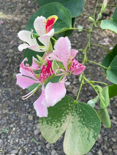 Bauhinia, 2025-09-20
