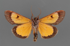 Gerrodes minatea