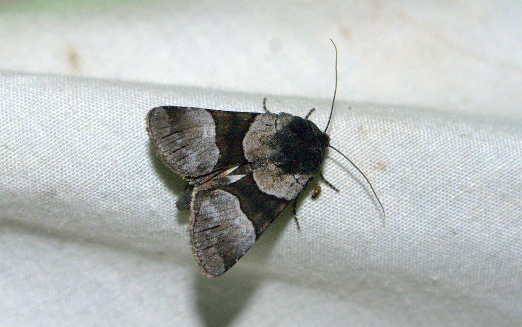Three-striped Oncocnemis