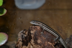 Aspronema dorsivittatum
