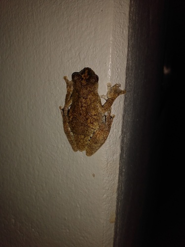 Interior Treefrog, Dendropsophus melanargyreus