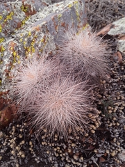 Echinocereus reichenbachii baileyi