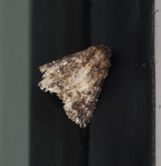 Condica albigera