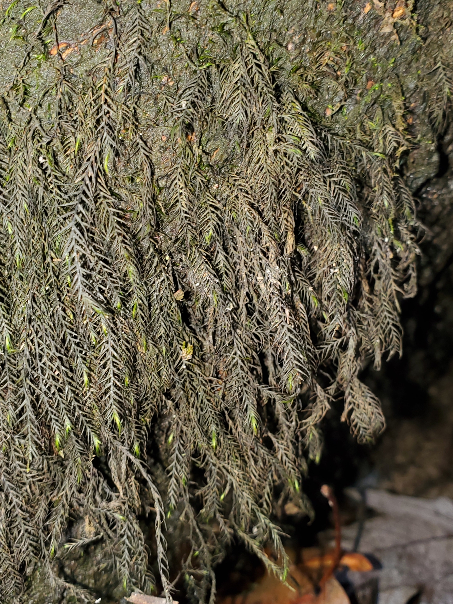 Dichelyma capillaceum