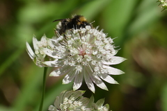 Astrantia major
