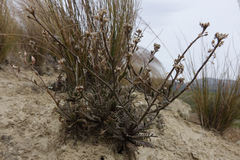 Lepidium sisymbrioides