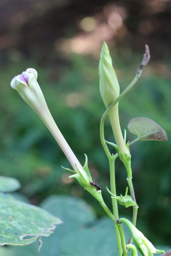 Ipomoea turbinata iNat (3)