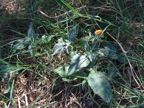 Dwarf Crownbeard (Verbesina nana)