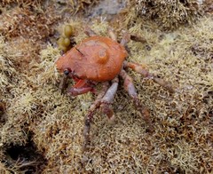 Schizophrys rufescens