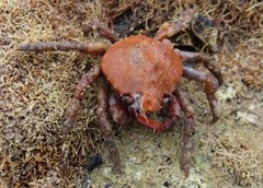 Schizophrys rufescens
