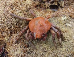 Schizophrys rufescens