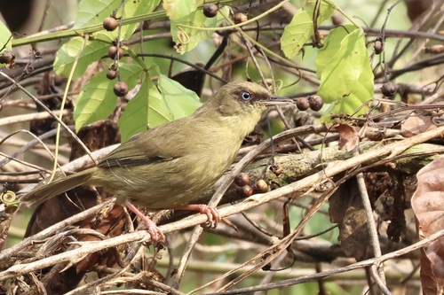 Pulitzer's Longbill