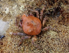 Schizophrys rufescens