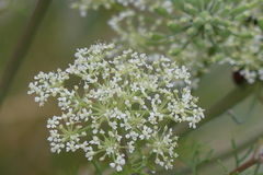 Peucedanum