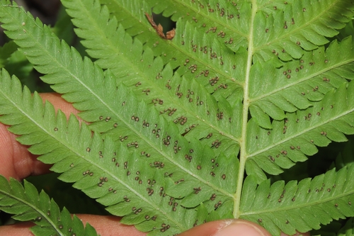 sonoran maiden fern (Pelazoneuron puberulum)
