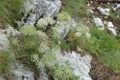 Peucedanum
