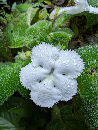 Episcia lilacina, photograph 5