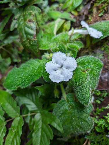 Episcia lilacina, photograph 6