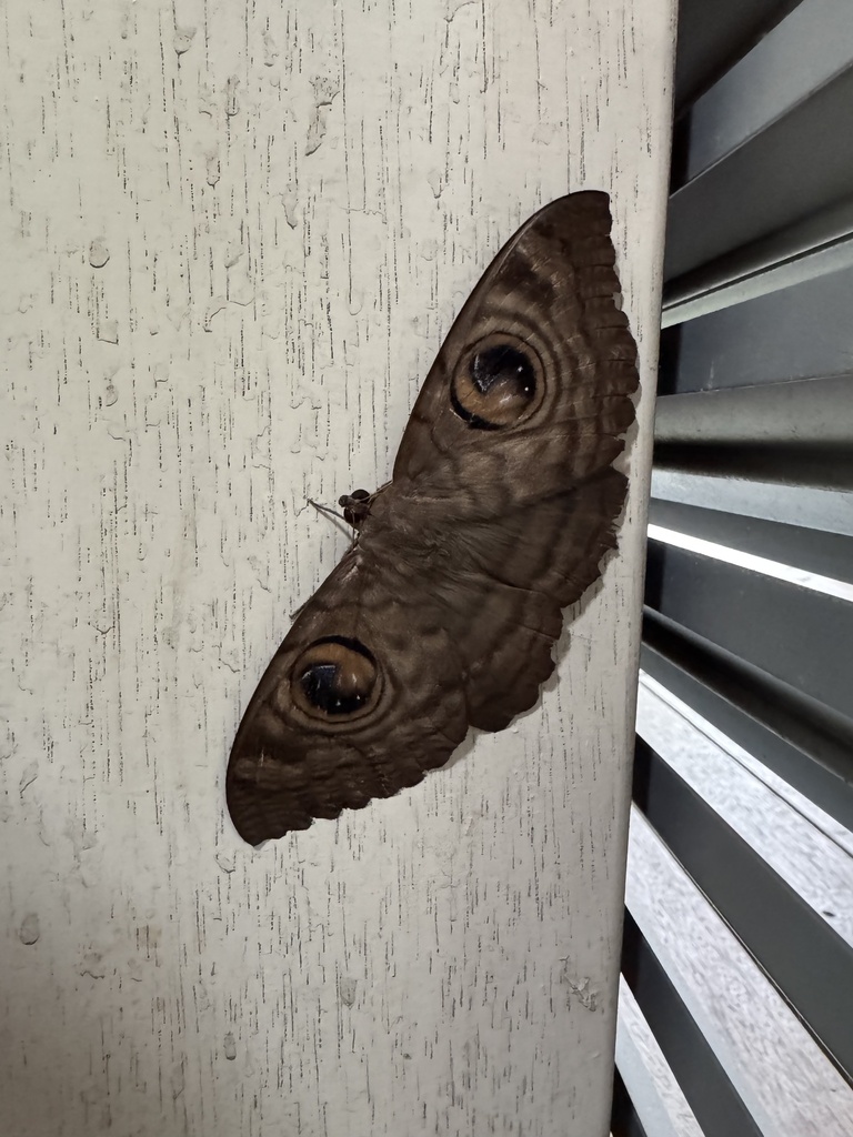 Erebus macfarlanei