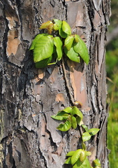 Toxicodendron radicans image