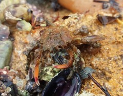 Schizophrys rufescens