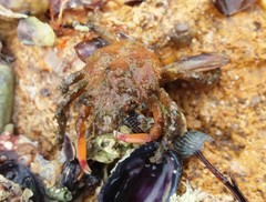 Schizophrys rufescens